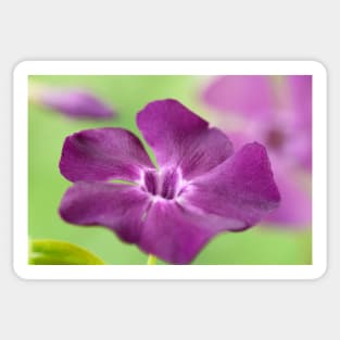 Vinca minor  &#39;Atropurpurea&#39;   AGM  Dark purple-flowered periwinkle  Syn.  Vinca minor &#39;Purpurea&#39;  Vinca minor &#39;Rubra&#39; Sticker